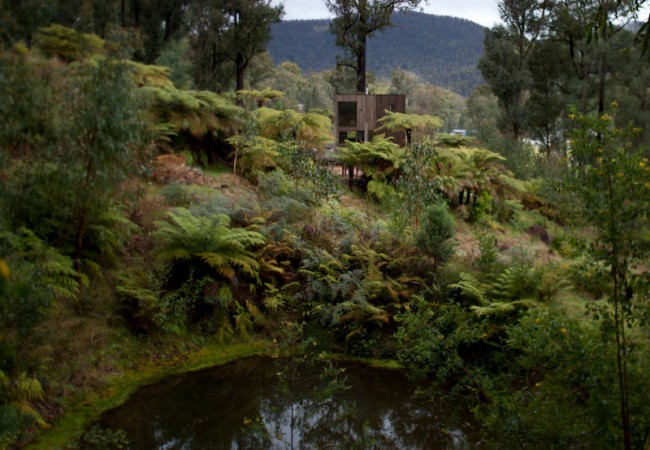 project_forest1.jpg