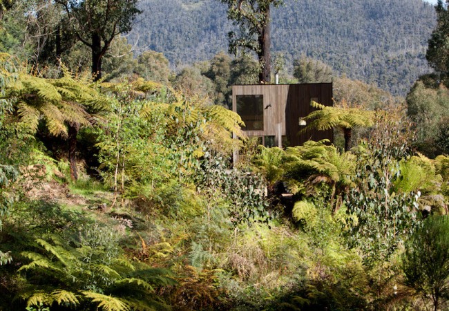 project_forest3.jpg