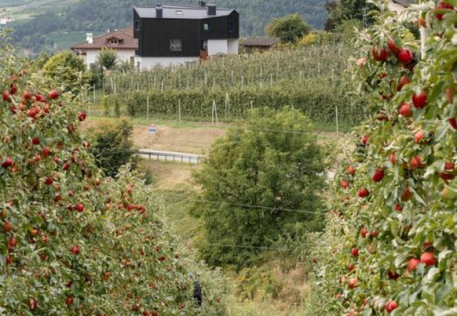 01-modusarchitects-hometown-house-c-marco-cappelletti-1